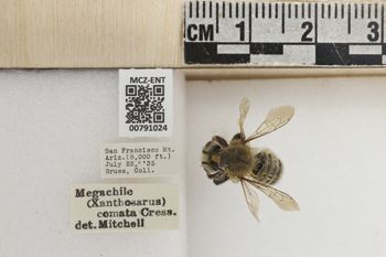 Media type: image;   Entomology 791024 Aspect: Labels